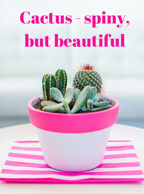 Cactus - spiny, but beautiful